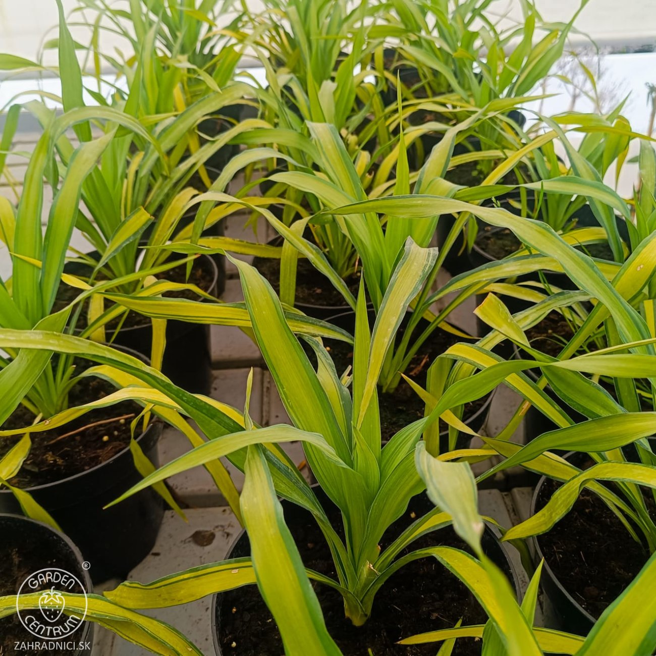 Obrázok Juka previsnutá (Yucca recurvifolia) ´BANANA SPLIT´ - výška 10-20 cm, kont. C2L (-20 °C)